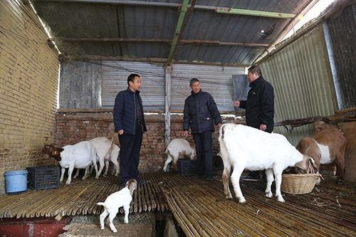 羊圈吃瓜爆料图片高清版